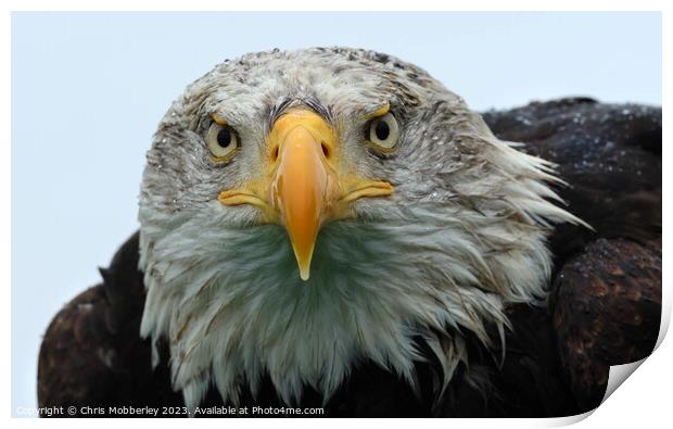 A close up of a Bald Eagle Print by Chris Mobberley