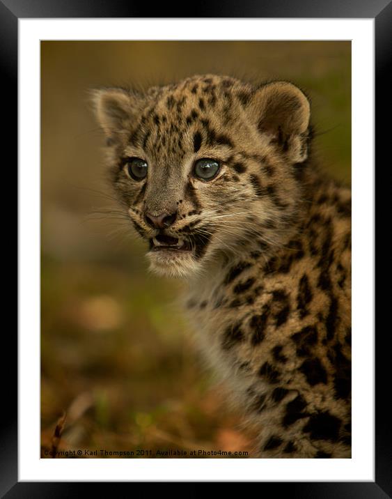 Snow Leopard Cub Framed Mounted Print by Karl Thompson