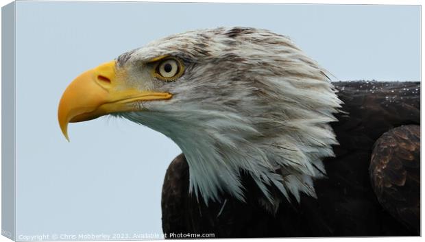 A close up of a Bald Eagle Canvas Print by Chris Mobberley