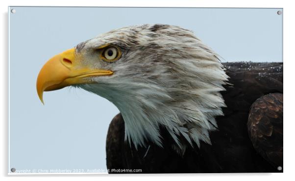 A close up of a Bald Eagle Acrylic by Chris Mobberley