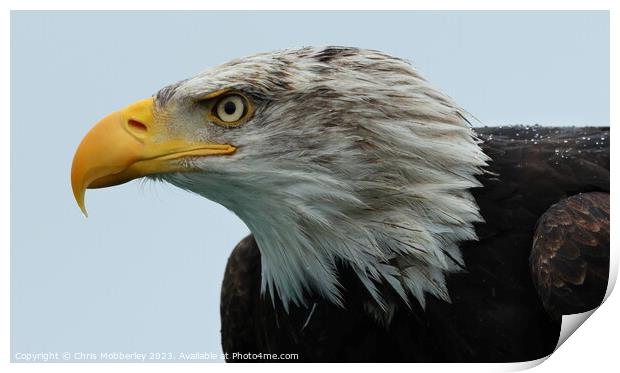 A close up of a Bald Eagle Print by Chris Mobberley
