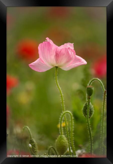 pink Poppy Framed Print by Simon Johnson