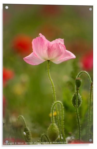 pink Poppy Acrylic by Simon Johnson