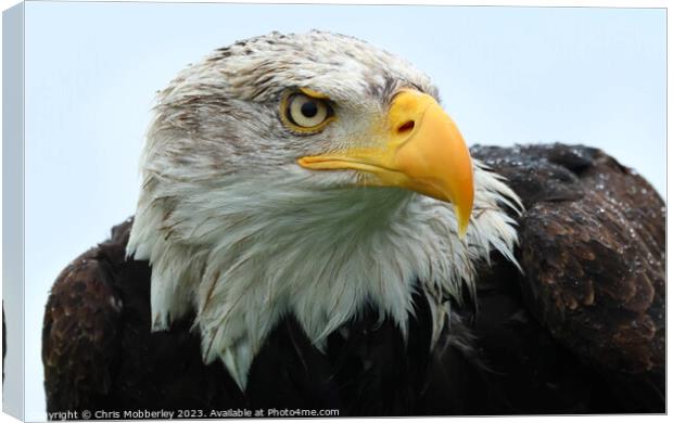 Bald Eagle close up  Canvas Print by Chris Mobberley