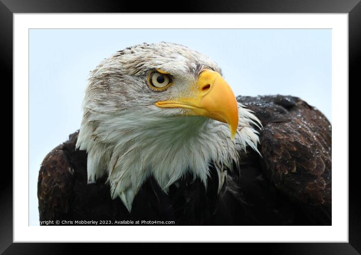 Bald Eagle close up  Framed Mounted Print by Chris Mobberley