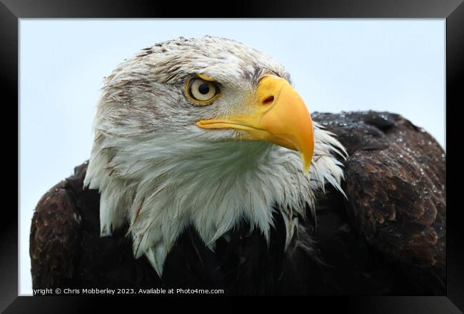 Bald Eagle close up  Framed Print by Chris Mobberley