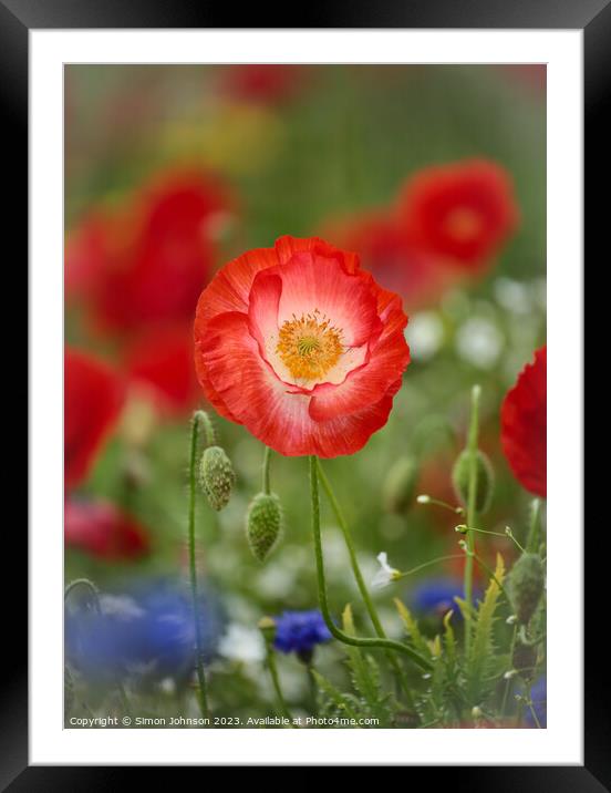 Prominent Poppy flower Framed Mounted Print by Simon Johnson