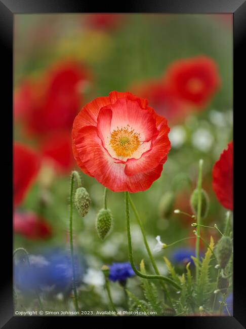Prominent Poppy flower Framed Print by Simon Johnson