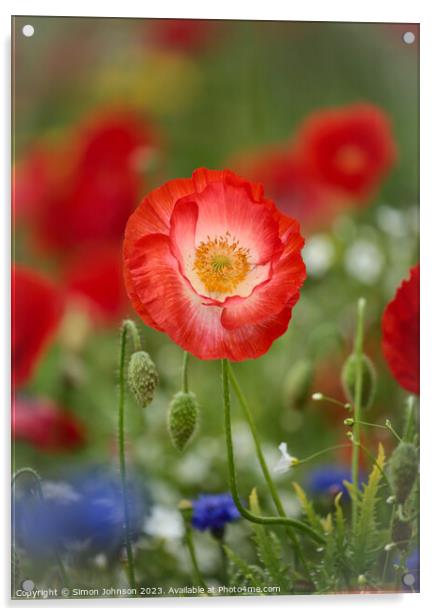 Prominent Poppy flower Acrylic by Simon Johnson