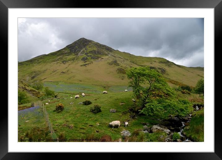 View over the beck in Rannerdale Valley towards Wh Framed Mounted Print by Peter Wiseman