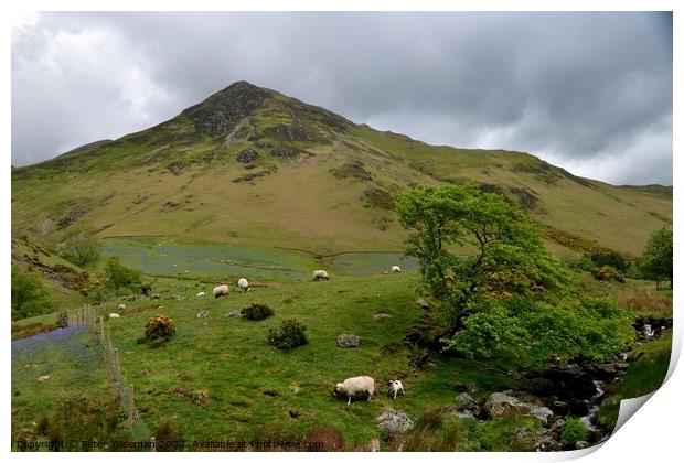 View over the beck in Rannerdale Valley towards Wh Print by Peter Wiseman