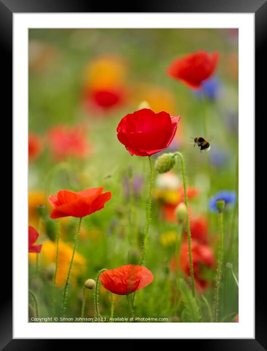 poppy flower with bee Framed Mounted Print by Simon Johnson