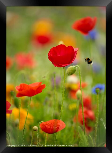 poppy flower with bee Framed Print by Simon Johnson