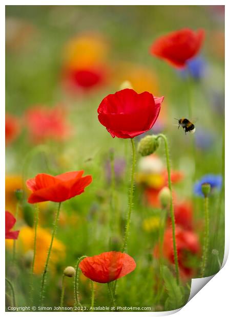 poppy flower with bee Print by Simon Johnson