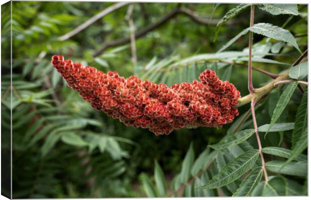 Rhus Typhina The Staghorn Sumac Flower Canvas Print by Artur Bogacki