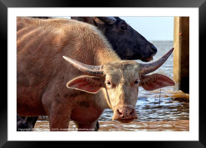 Water buffalo  Framed Mounted Print by Kevin Hellon