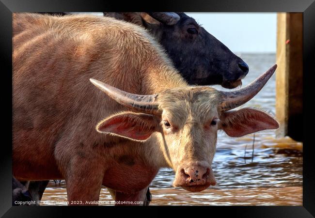 Water buffalo  Framed Print by Kevin Hellon