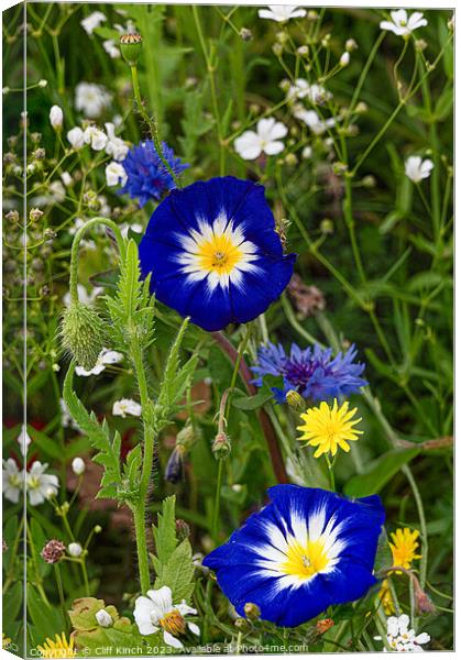 Dwarf Morning Glory in a wildflower meadown Canvas Print by Cliff Kinch