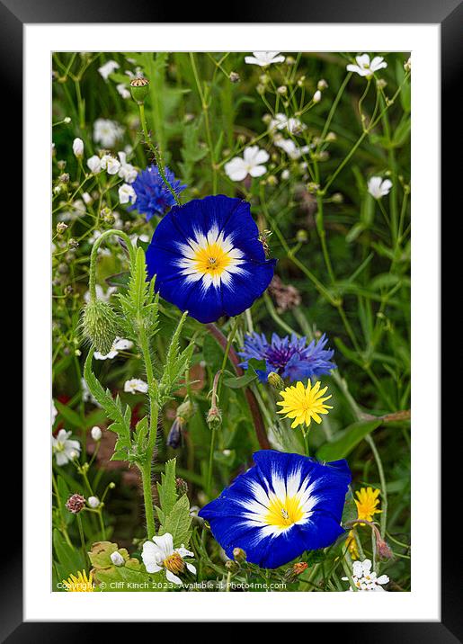 Dwarf Morning Glory in a wildflower meadown Framed Mounted Print by Cliff Kinch