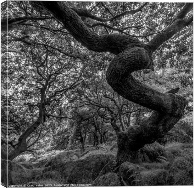 Twisted Gnarly Tree Padley Gorge Canvas Print by Craig Yates