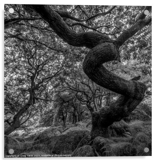 Twisted Gnarly Tree Padley Gorge Acrylic by Craig Yates