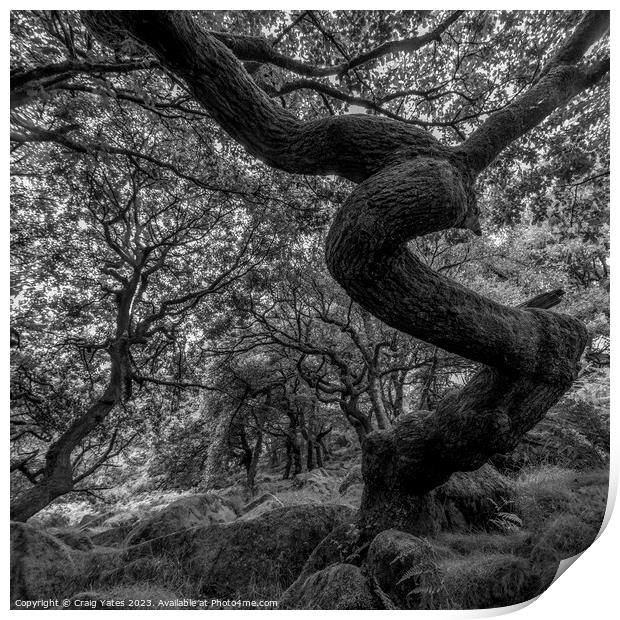 Twisted Gnarly Tree Padley Gorge Print by Craig Yates