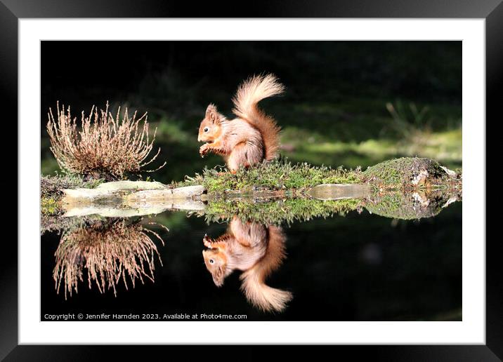 Red Squirrel Reflection Framed Mounted Print by Jennifer Harnden