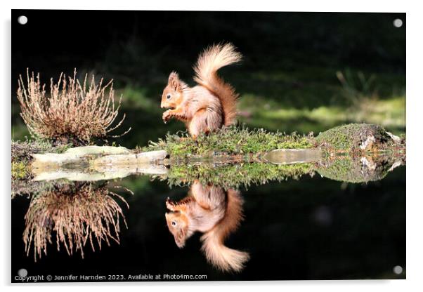 Red Squirrel Reflection Acrylic by Jennifer Harnden