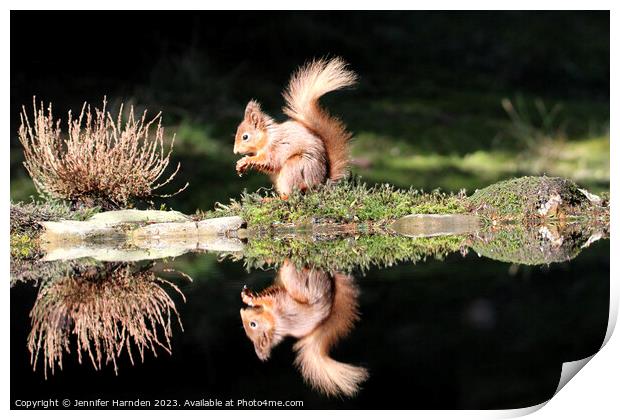 Red Squirrel Reflection Print by Jennifer Harnden