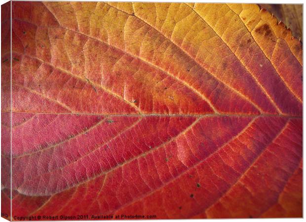 Red leaf of autumn Canvas Print by Robert Gipson