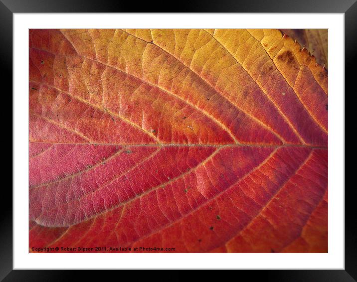Red leaf of autumn Framed Mounted Print by Robert Gipson