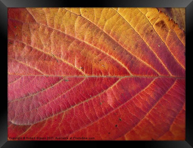Red leaf of autumn Framed Print by Robert Gipson