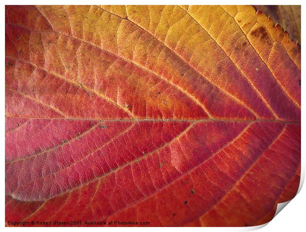Red leaf of autumn Print by Robert Gipson