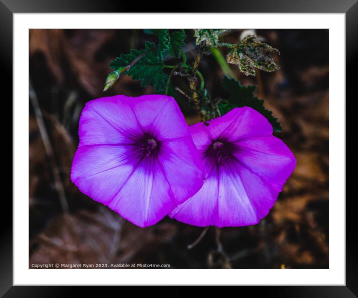 Enchanting Morning Glory's Violet Bloom Framed Mounted Print by Margaret Ryan