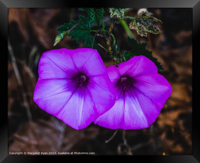 Enchanting Morning Glory's Violet Bloom Framed Print by Margaret Ryan