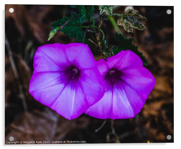 Enchanting Morning Glory's Violet Bloom Acrylic by Margaret Ryan
