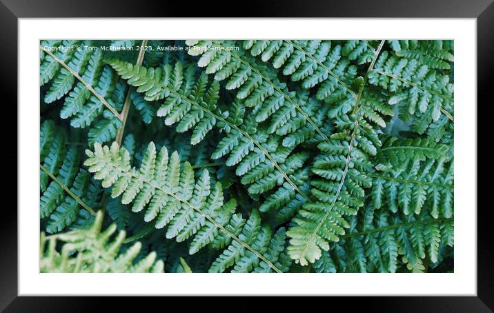 Ferns - Lush Natural Tapestry Framed Mounted Print by Tom McPherson