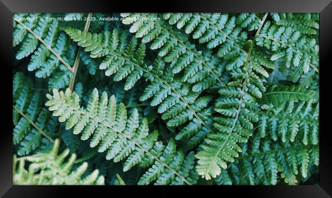 Ferns - Lush Natural Tapestry Framed Print by Tom McPherson