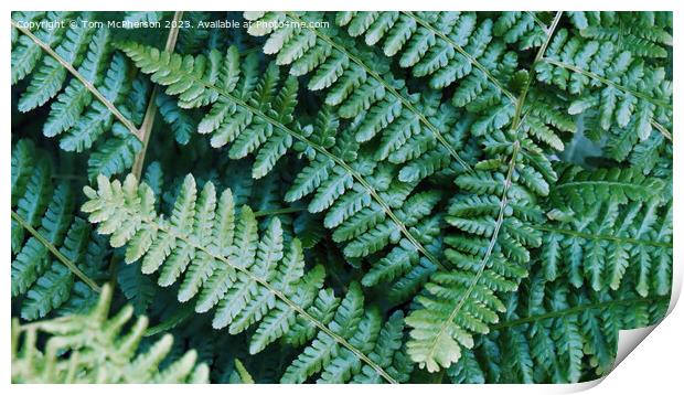 Ferns - Lush Natural Tapestry Print by Tom McPherson