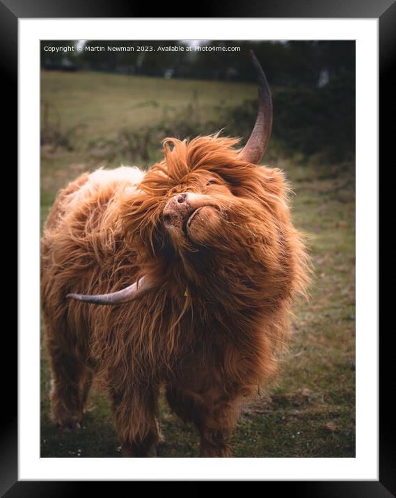 Highland Cow Framed Mounted Print by Martin Newman
