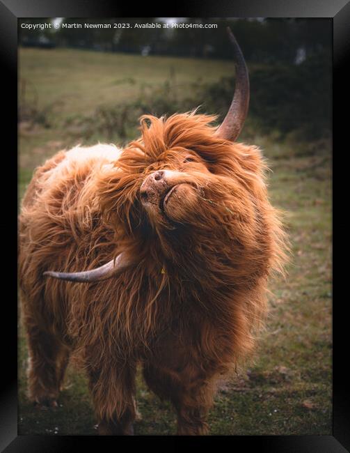 Highland Cow Framed Print by Martin Newman