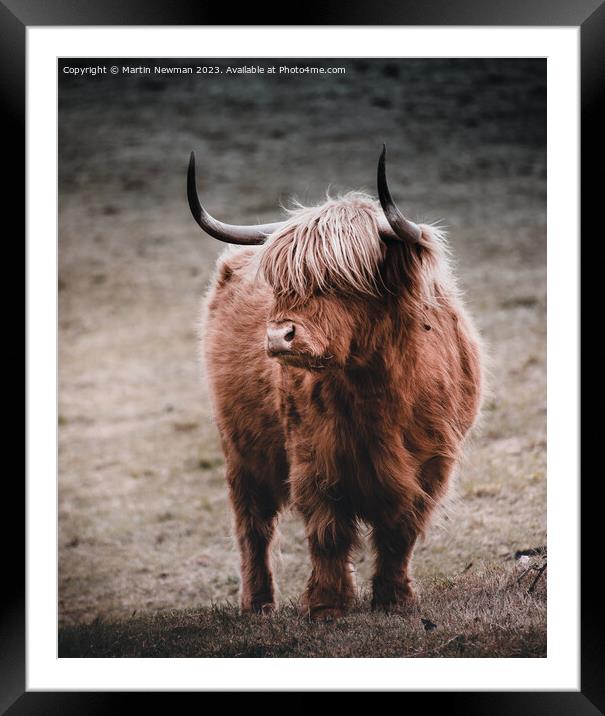 A brown cow standing on top of a dirt field Framed Mounted Print by Martin Newman