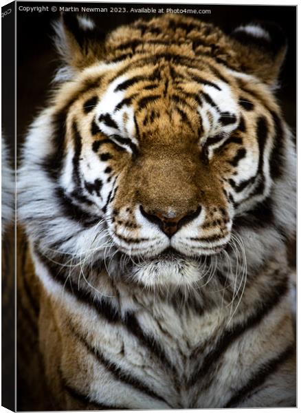 Amur Tiger Canvas Print by Martin Newman
