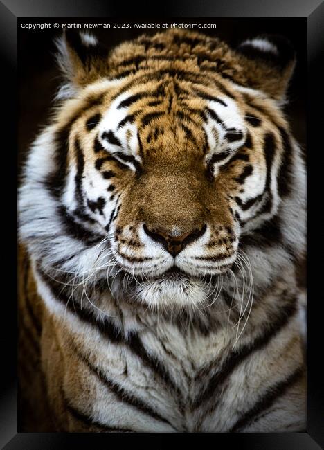 Amur Tiger Framed Print by Martin Newman