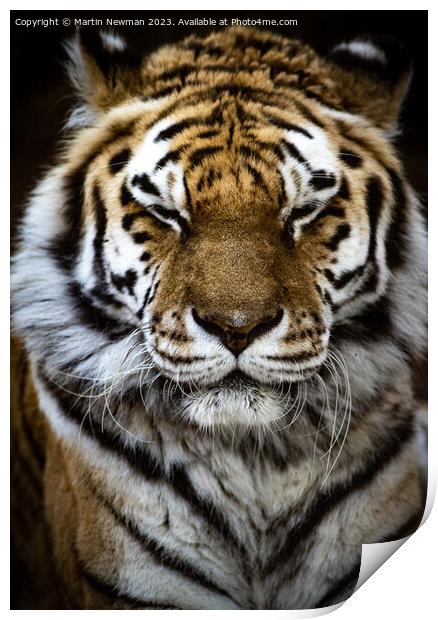 Amur Tiger Print by Martin Newman