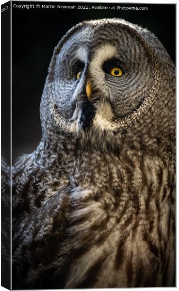 A close up of an owl Canvas Print by Martin Newman