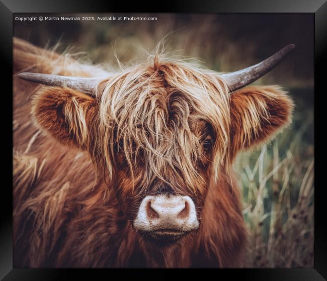 A close up of a cow Framed Print by Martin Newman