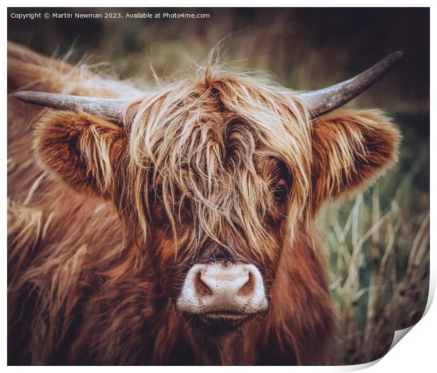 A close up of a cow Print by Martin Newman
