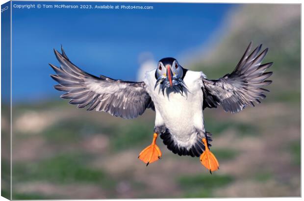Puffin in Flight Canvas Print by Tom McPherson
