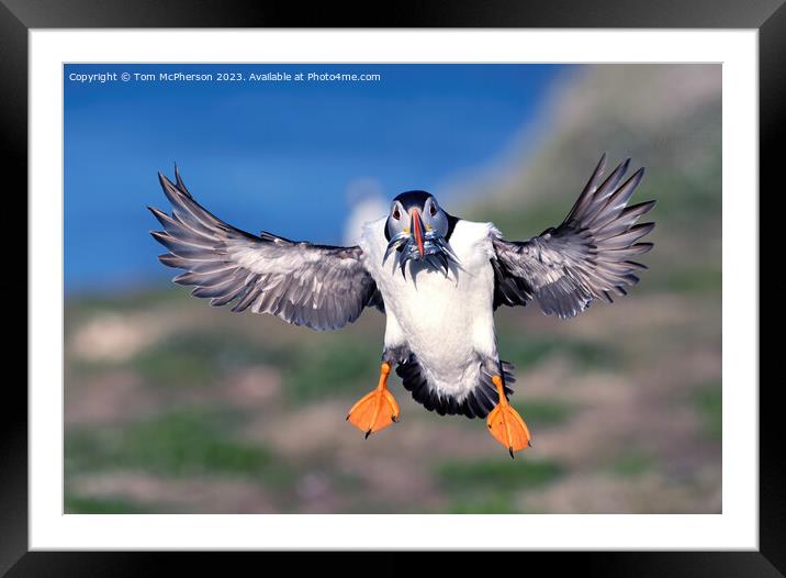 Puffin in Flight Framed Mounted Print by Tom McPherson